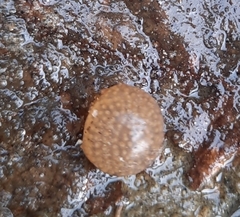 Pectinatella magnifica