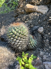 Mammillaria sonorensis
