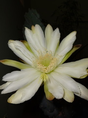Cactaceae