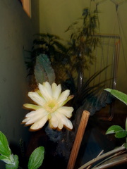 Cactaceae