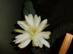 Cactaceae