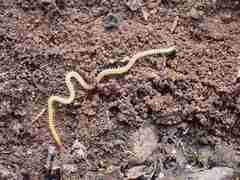 Geophilidae
