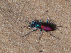 Cicindela scutellaris
