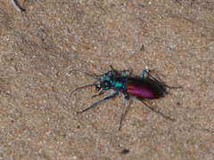 Cicindela scutellaris