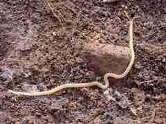 Geophilidae