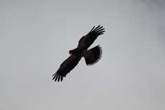 Daptrius megalopterus