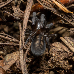 Amaurobiidae