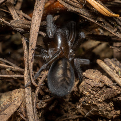 Amaurobiidae