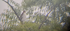 Accipiter cooperii