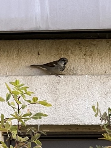 House Sparrow photographed in Wyoming