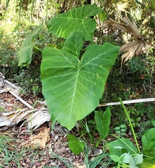 Xanthosoma sagittifolium