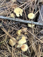 Hypholoma fasciculare