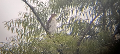 Accipiter cooperii