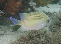 Mecaenichthys immaculatus