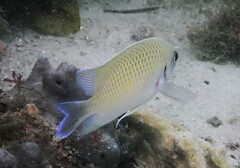 Mecaenichthys immaculatus