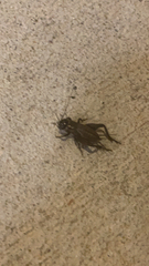 Gryllidae