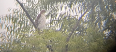 Accipiter cooperii
