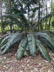 Lepidozamia