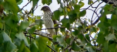 Accipiter cooperii