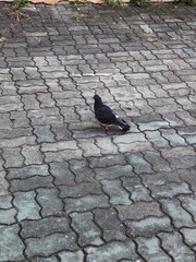 Columba livia domestica