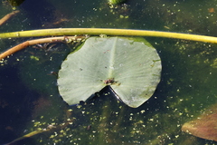 Nuphar advena