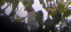 Accipiter cooperii