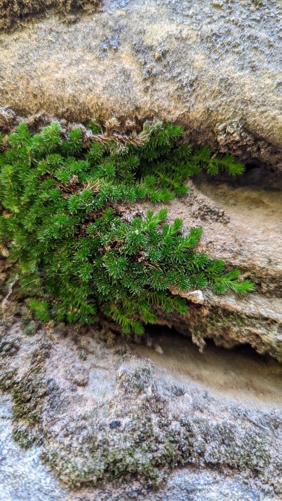Utah Spikemoss