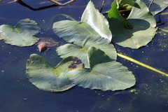 Nuphar advena