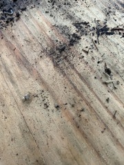 Diplopoda