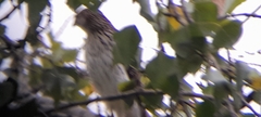 Accipiter cooperii