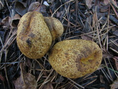 Rhopalogaster transversarius