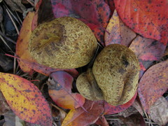 Rhopalogaster transversarius