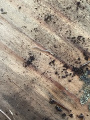 Diplopoda