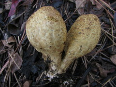 Rhopalogaster transversarius