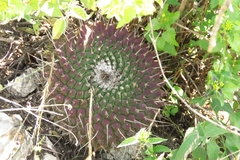 Mammillaria mystax
