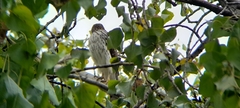 Accipiter cooperii
