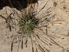 Plantago coronopus