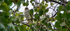 Accipiter cooperii