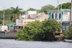 Laguncularia racemosa