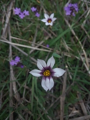 Sisyrinchium micranthum