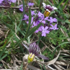 Sisyrinchium micranthum