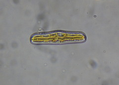 Bacillariophycidae