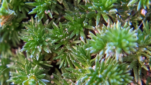 Image of Selaginella utahensis by (c) Darrin Gobble, some rights reserved (CC BY)