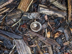 Cyathus olla