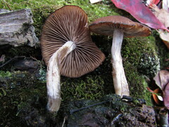 Psathyrella