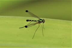 Amblypsilopus zonatus