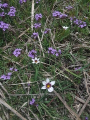 Sisyrinchium micranthum