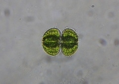 Cosmarium
