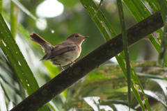 Cyornis glaucicomans