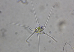 Amoebidae